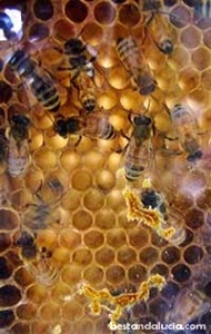 bees and honey_200x315
