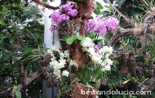 Orchidarium in Estepona